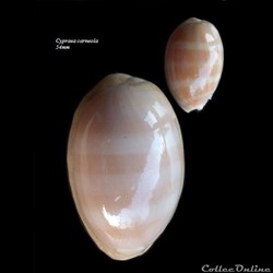Cypraea carneola 54mm