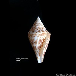 Conus praecellens 34mm