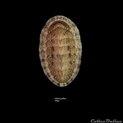 Chiton politus 29mm