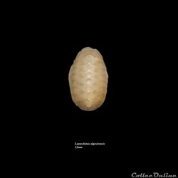 Leptochiton  algesirensis 12mm