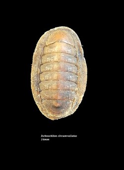 Ischnochiton circumvallatus 16mm