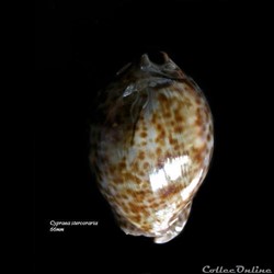 Cypraea stercoraria 66mm