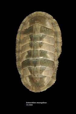 Ischnochiton smaragdinus 14.1mm