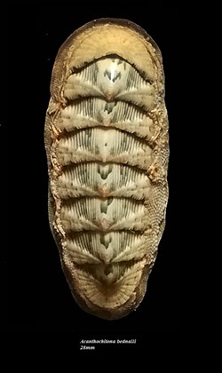 Rhyssoplax bednalli 28mm