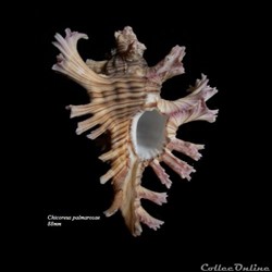 Chicoreus palmarosae 88mm