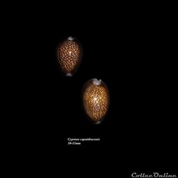Cypraea caputdraconis 30-33mm