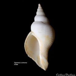 Neptunea contraria 93mm