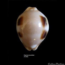 Cypraea tessellata 33.8mm