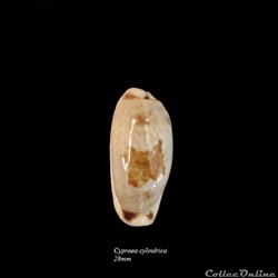 Cypraea cylindrica 28mm