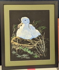 Baby Albatross