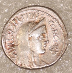 LEPIDUS - SCRIBONIA - HYBRIDE