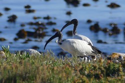 2019-04-14-Le Cap