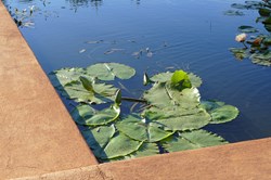 2019-04-15-Babylonstoren