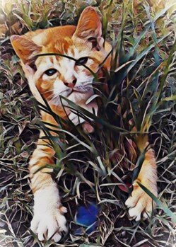 Cat Alone