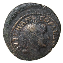 Triassaria dauphin