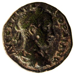 Tetrassaria Gordien Serpent