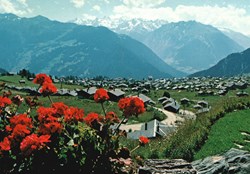 Verbier, station et géraniums (#V014)