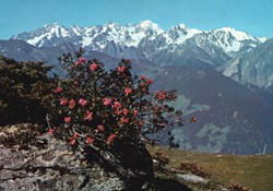 Verbier, massif du Trient depuis les Ruinettes (#V001)