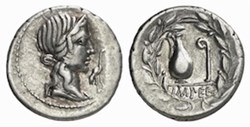 (- 081) Caecilia''