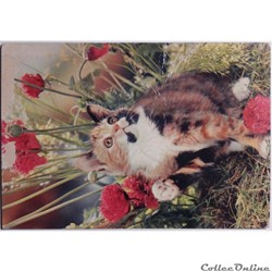 CP Animaux, chat