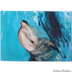 CP Animaux, Dauphin
