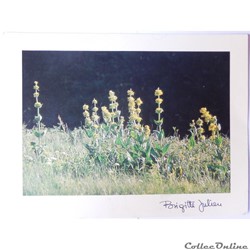CP Flore, Gentiane jaune