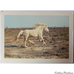 CP de la Camargue
