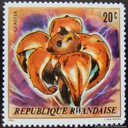 Rwanda 00941 champignon Geaster 20c de 1980