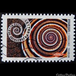 AA00927 Coquillage-solarium 20g