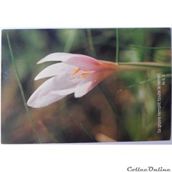 CP Citation biblique, Crocus