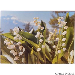 CP Flore, Muguet