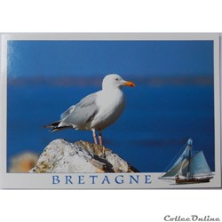 CP Animaux, Goéland
