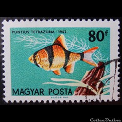 Hongrie 01499 Poisson tropical 80f de 1962