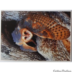 CP Animaux, Chouette