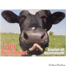 CP humour "vache"