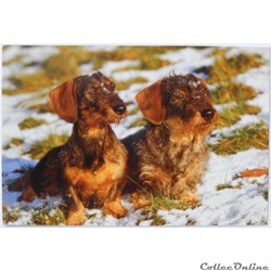 CP Citation biblique, Chiens