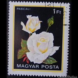 Hongrie 02806 roses Pascali 1ft de 1982