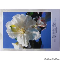 CP Citation biblique, Fleurs