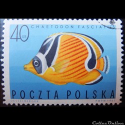 Pologne 01600 poisson-papillon à trois bandes 40Gr de 1967