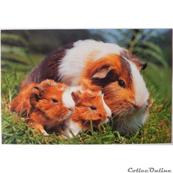 CP Animaux, Hamsters