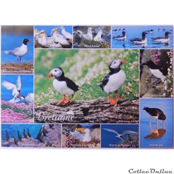 CP de Bretagne, les oiseaux du littoral