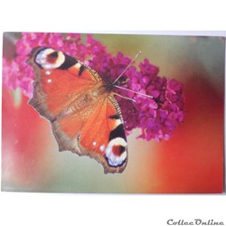 CP Animaux, Papillon