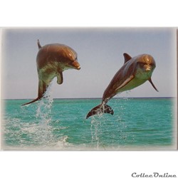 CP Animaux, Dauphins