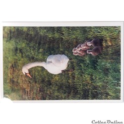 CP Animaux, Cygne