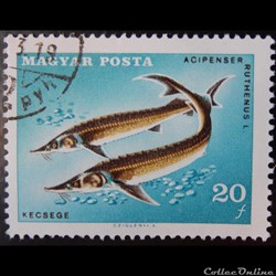 Hongrie 01910 Esturgeons 20f de 1967
