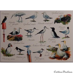 CP Animaux, oiseaux du bord de mer