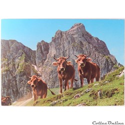 CP Animaux, Vaches