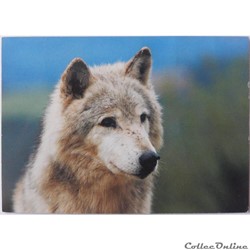 CP Animaux, Loup