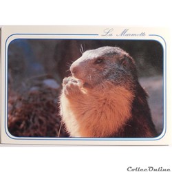 CP Animaux, Marmotte