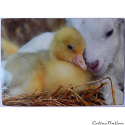 CP Animaux, Canetons et chevraux
